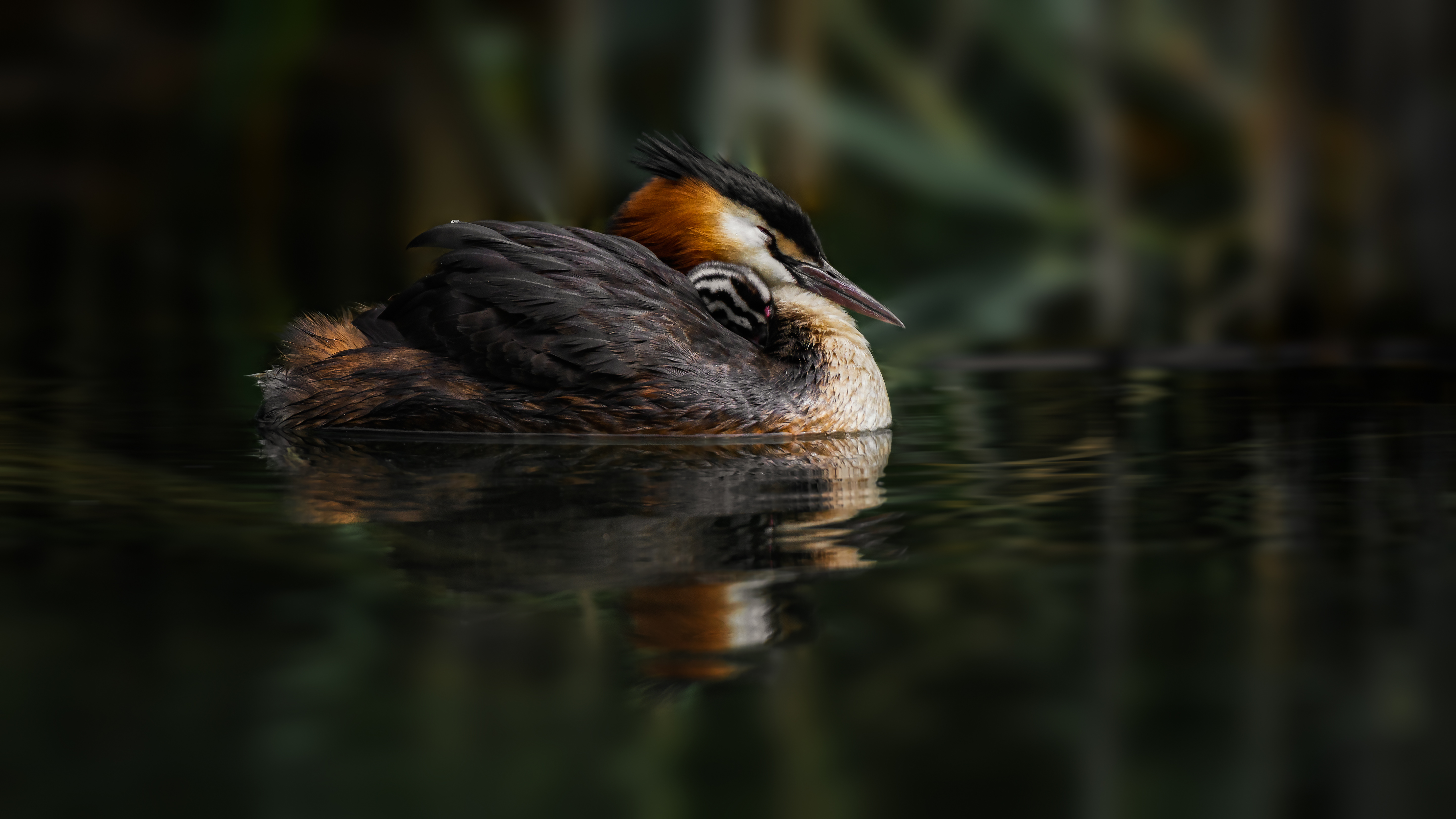 Grebe (34)